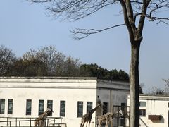-合肥野生动物园
