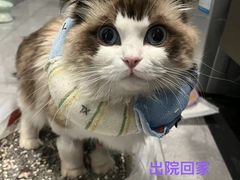 -宠爱国际动物医院· 猫科· 外科·中兽医(长白店)