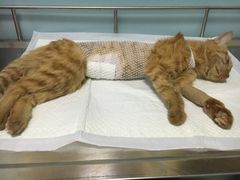 -中农大我爱我爱24h动物医院·中医针灸·猫专科·骨科医疗中心(双井店)