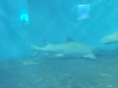 -北戴河圣蓝海洋公园