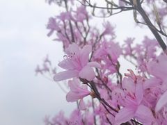 -大罗山风景区