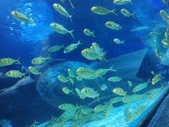 -太平洋海底世界