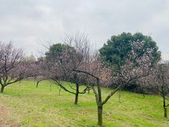 -苏州上方山国家森林公园