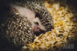 -酷嗒动物文化乐园(cutezoo西溪乐天城店)