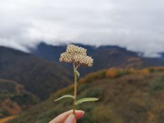 -卧龙自然保护区