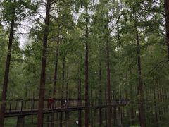 -黄海国家森林公园