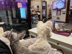 -宠爱国际动物医院· 猫科· 外科·中兽医(长白店)