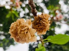 -天适樱花悠乐园