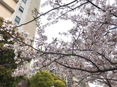 -高东镇樱花园