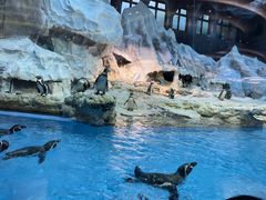 -帝企鹅自助餐厅•儿童岛•真企鹅(长隆企鹅酒店)