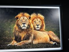 -罗红摄影艺术馆