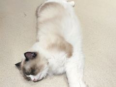 -藏猫猫咖啡主题馆(中央大道店)