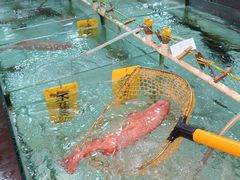 -寻味顺德·南记酒家·传统顺德菜·鱼生(广源路店)