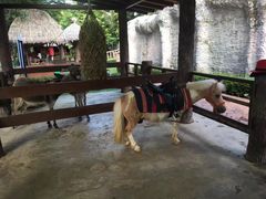 -清迈夜间动物园