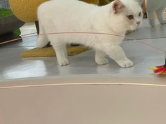 -COLOR PETS 撸猫馆·购猫·猫咖(长风大悦城店)