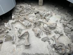 -自贡恐龙博物馆