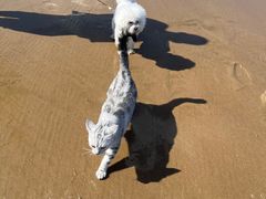 -哥老官重庆美蛙鱼头(虹口龙之梦店)