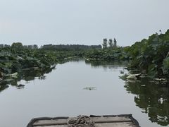-池杉湖湿地公园