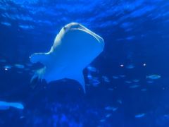 -鹿儿岛水族馆