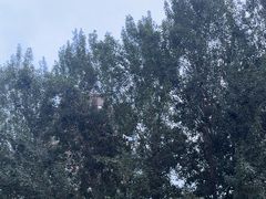 -长白岛森林公园