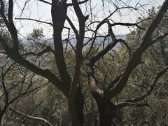 -上海佘山国家森林公园天马山园