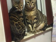 -纳吉亚猫专科动物医院·北北分院