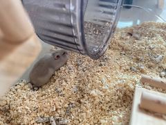-钓仓鼠(洋桥北里小区店)