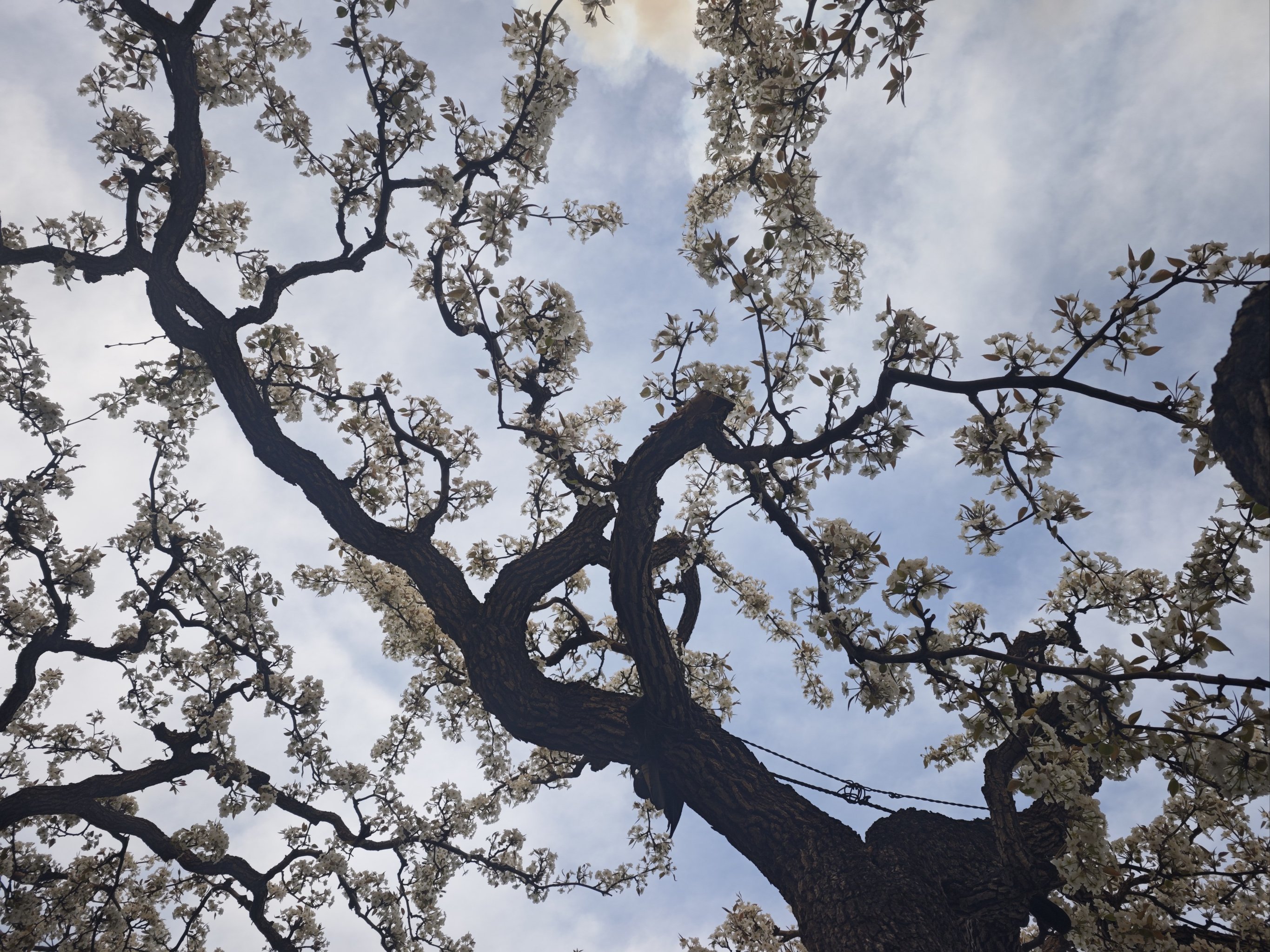 梨花盛开 邀你而来 正明山梨花节
