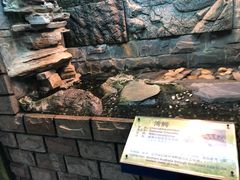 -上海大自然野生昆虫馆(东方明珠·爬宠昆虫探索中心)