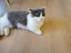 -猫腻·猫咖·撸猫馆(星光大道店)