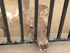 -石家庄市动物园