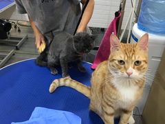 -PETKIT小佩宠物(古北店)