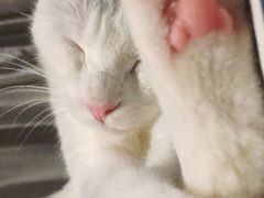 -伟伟宠物医院·瑞派猫友好医院·猫科(光谷店)