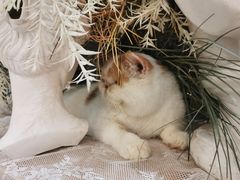 -共舞时光猫咖·狗咖(新街口店)