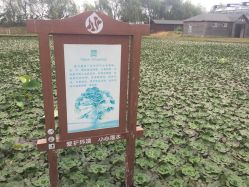 -水八仙生态园