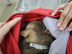 -瑞派动物医院·猫专科·至诚(江南中分院)