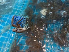 -品鲜村农家菜·阳澄湖大闸蟹(总店)