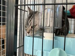 -有猫主题·治愈系猫咖(曾厝垵店)