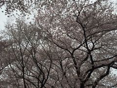 -名古屋城