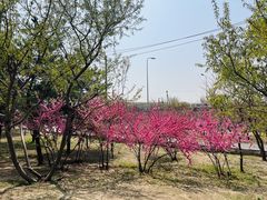 -坝河休闲公园