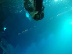 -海棠湾洲际-涛·海底餐厅·美人鱼·自助餐·海底隧道