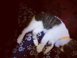 -汉刺青TATTOO STUDIO