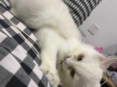 -Bastet sally猫舍购宠(静安店)