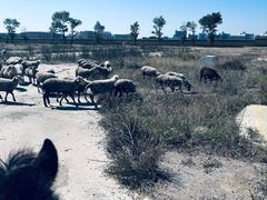 -敕勒川草原文化旅游区