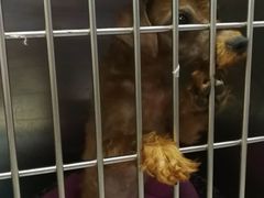 -北京派仕佳德动物医院·超导核磁·CT·神经科·骨科·内外科·急重症管理中心