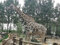 -大连森林动物园