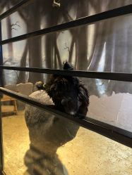 -酷嗒动物文化乐园(cutezoo西溪乐天城店)