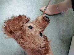 -安安宠医·安宠宠物医院