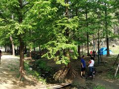 -白水寺森林公园