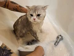 -momokira米努特·德文卷毛猫·棉花面纱犬